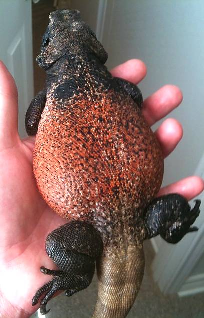 Male Red Back Chuckwalla
