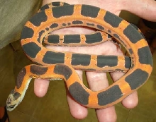 Scaleless sub adult