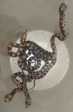 Scaleless Texas Rats 2