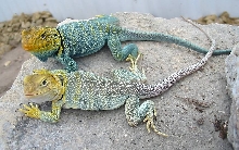 Yellowhead pair 1