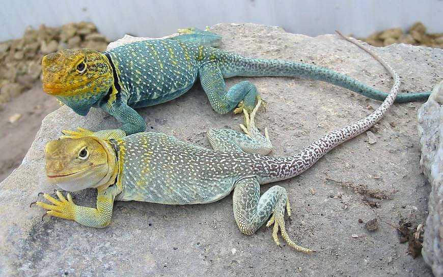 Yellowhead pair 1