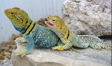 Yellowhead pair 2