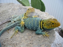 Yellowhead pair 3