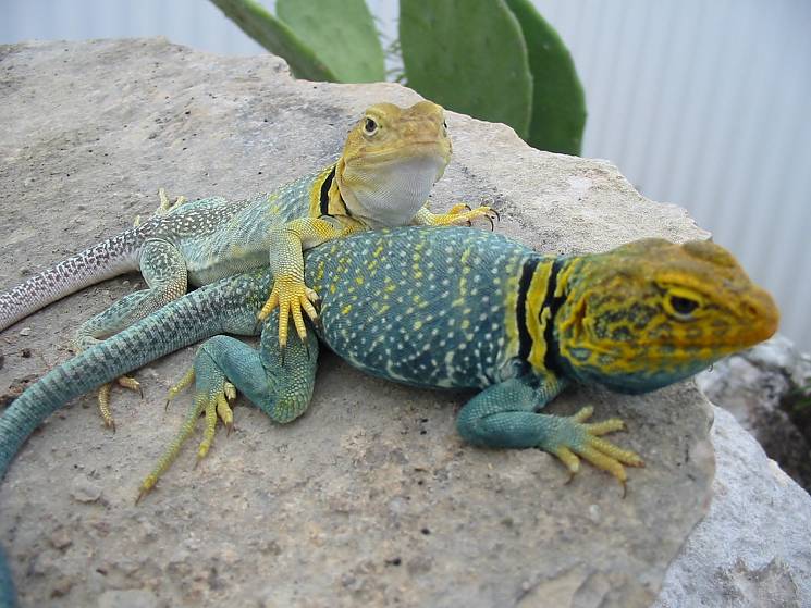 Yellowhead pair 3