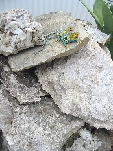 Yellowhead pair on rocks