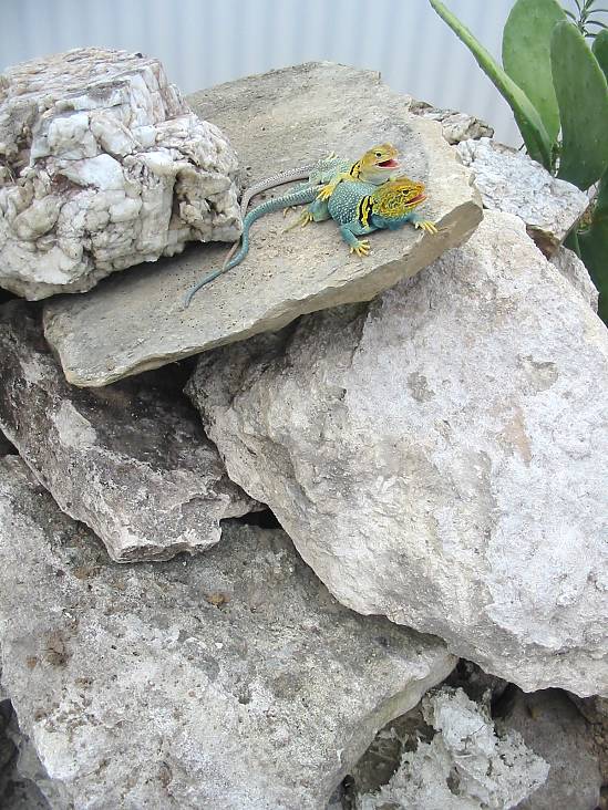 Yellowhead pair on rocks