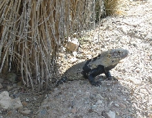 ASDM Ctensaura 1
