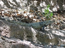 ASDM Ctensaura 2