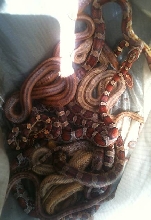 bag of snakes Florida 2012