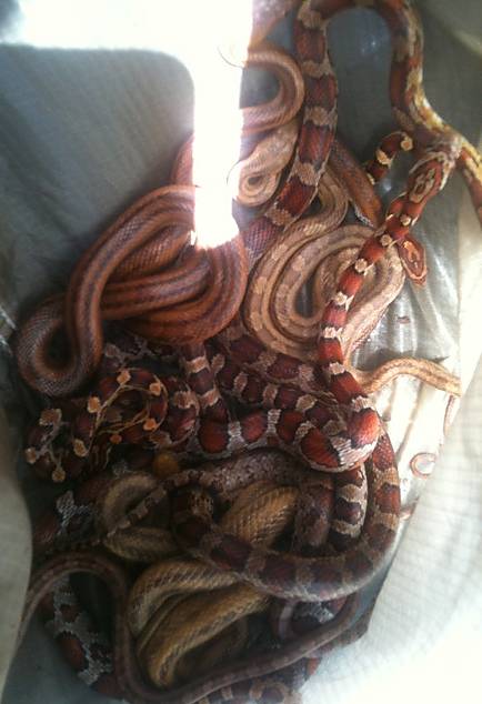 bag of snakes Florida 2012