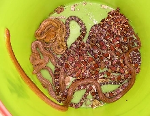 bucket 'o snakes