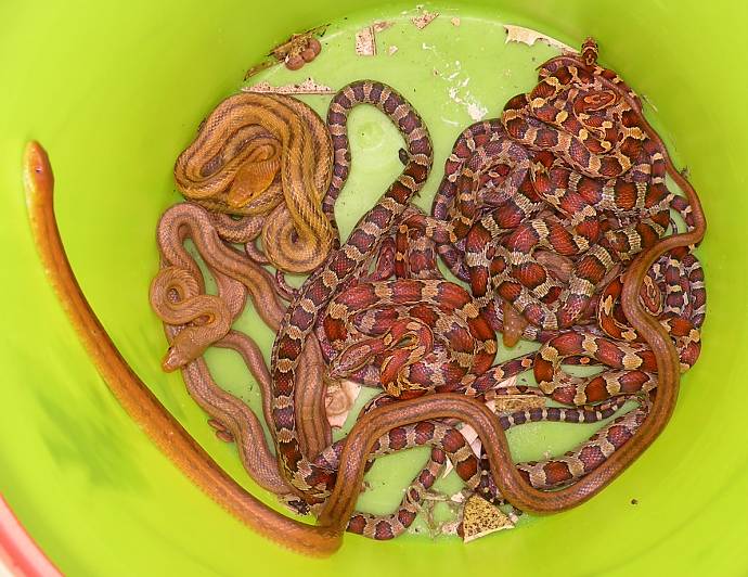 bucket 'o snakes