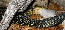 Samar eating