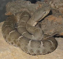 c w silus male