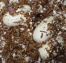 Scaleless Texas Rats 1