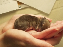 4 day old Lucky
