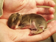 5 day old Lucky