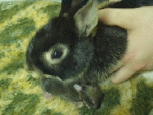 Pippin and Lucky