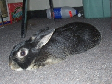 Flat Bunny
