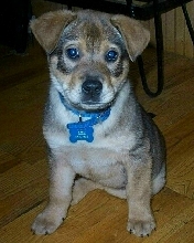 ~Baby Rex~
