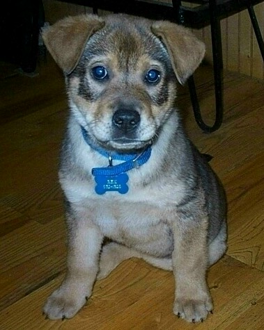 ~Baby Rex~