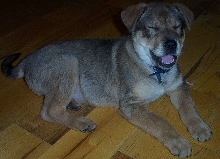 Silly Doggy