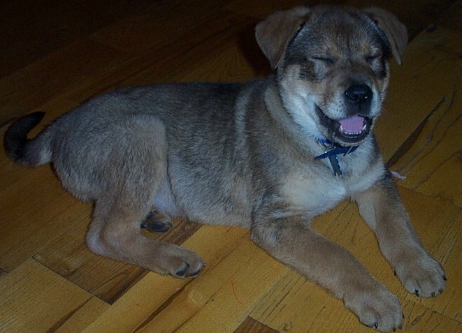 Silly Doggy