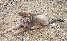 Rex