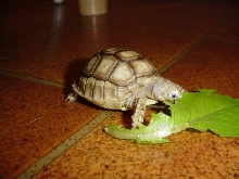 My sulcata