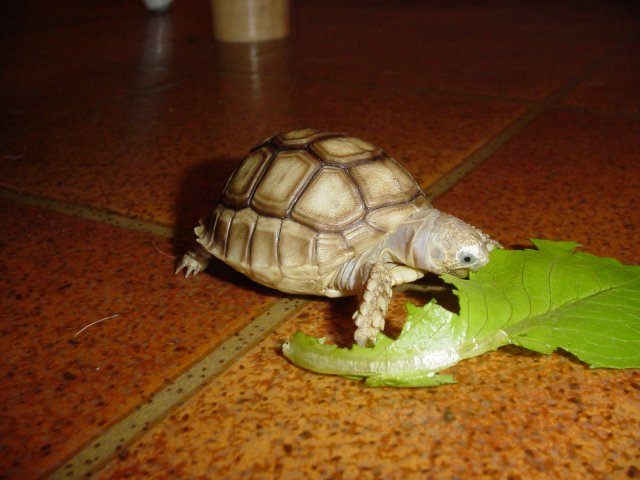 My sulcata