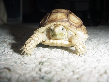 Basil