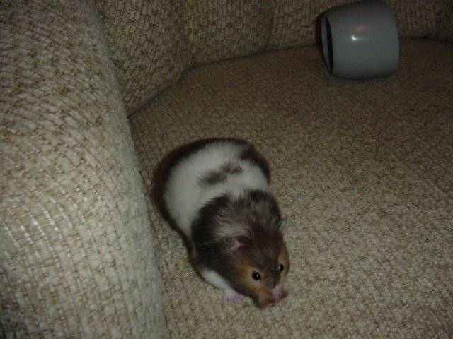 Lucy