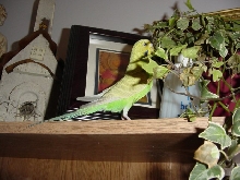 My budgie