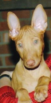 Phaith (CharmedWons Blessed B)