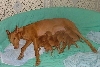 Phlirt with 3 day old puppies