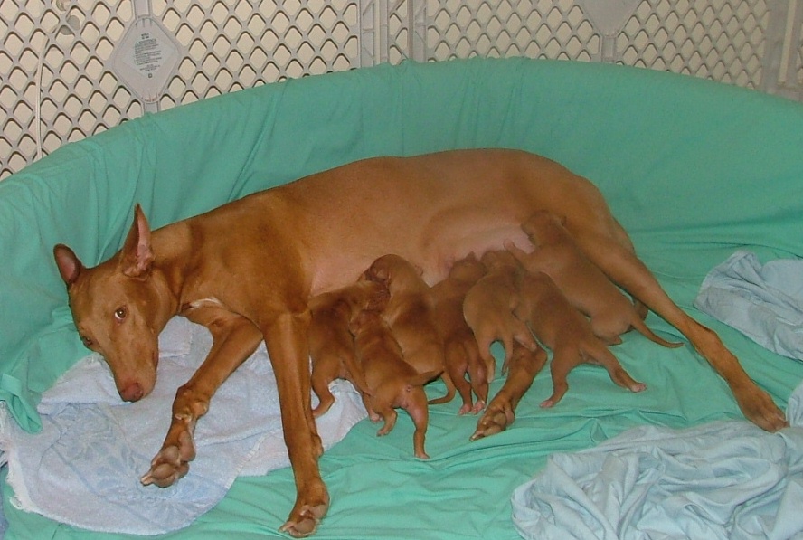 Phlirt with 3 day old puppies