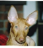 Phoenix (CharmedWons Born to Phly)
