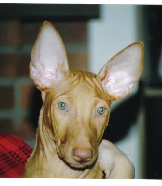 Phoenix (CharmedWons Born to Phly)