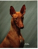 Phoenix at 7 months