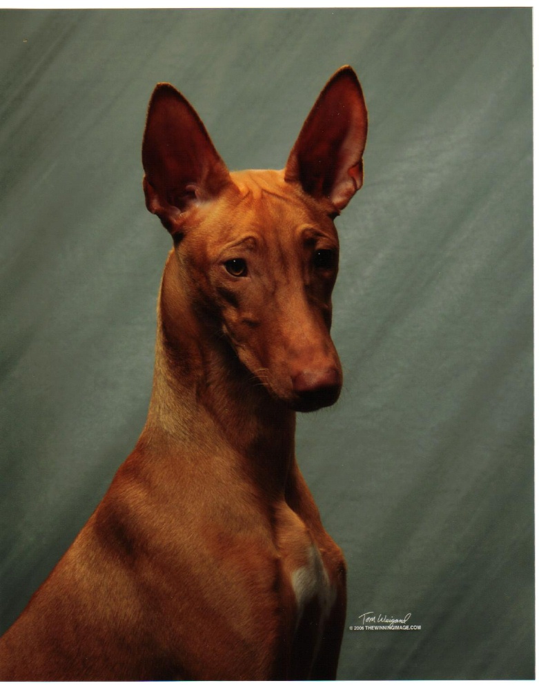 Phoenix at 7 months