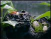 My Mantella expectata enjoying the view