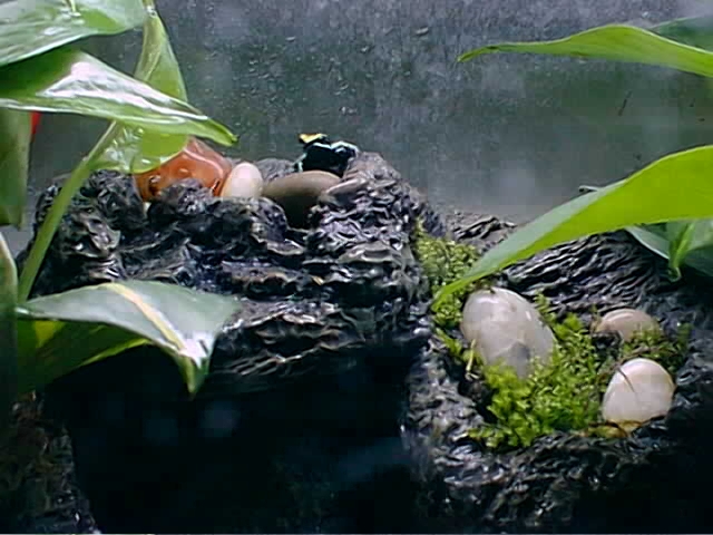 My Mantella expectata enjoying the view