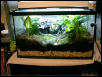 My Mantella Vivarium