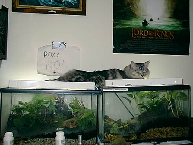 Bad Kitty