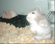 Nibbles