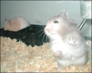 Nibbles