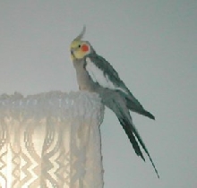 Boris