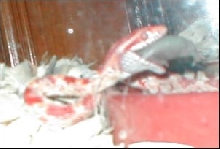 Devil eating