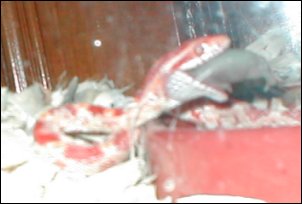 Devil eating