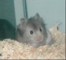 Nibbles